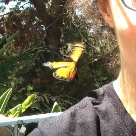 Hungry Monarch Caterpillar Eating Milkweed