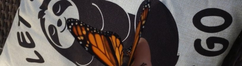 Hungry Monarch Caterpillar Eating Milkweed